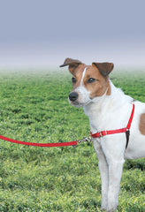 PetSafe Easy Walk harnais côté gauche, confort et mobilité pour chiens actifs.