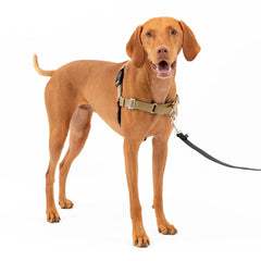 PetSafe Easy Walk harnais-devant-pull pour chiens qui tirent améliore le contrôle.