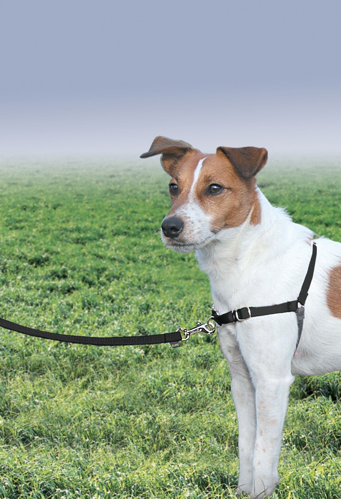PetSafe Easy Walk montre la boucle martingale frontale pour limiter les tirages.