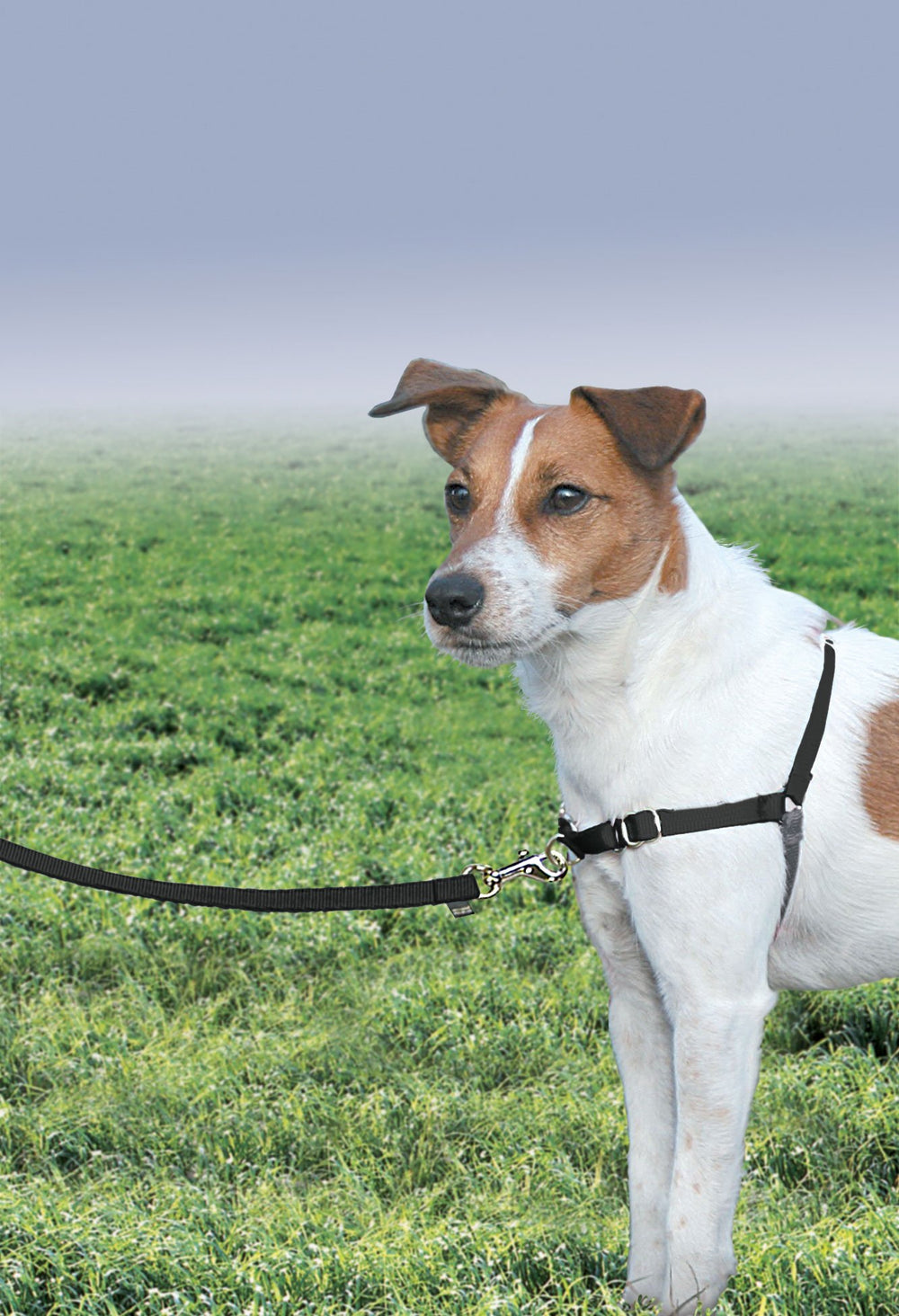 PetSafe Easy Walk montre la boucle martingale frontale pour limiter les tirages.