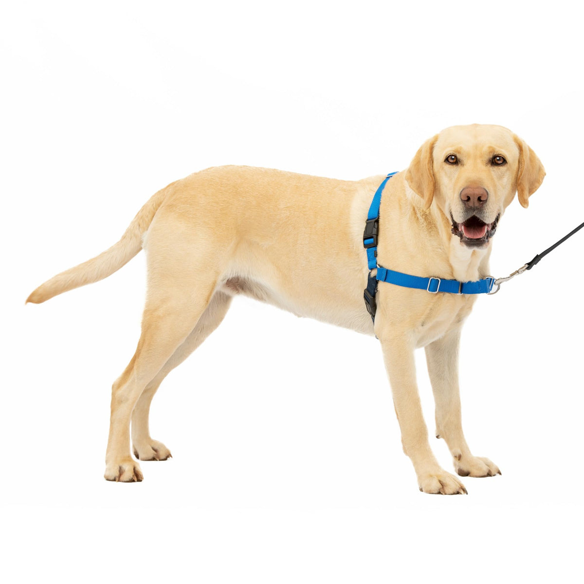 Harnais PetSafe Easy Walk vu de face sur la poitrine, pour limiter les tirages.