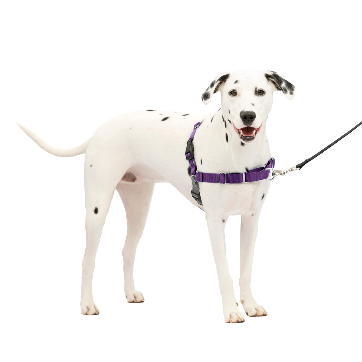 Harnais PetSafe Easy Walk vu sur la poitrine, design favorisant les promenades sans traction.