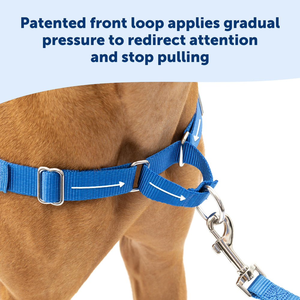 Harnais PetSafe Easy Walk avec système martingale frontal pour guider sans tirer.