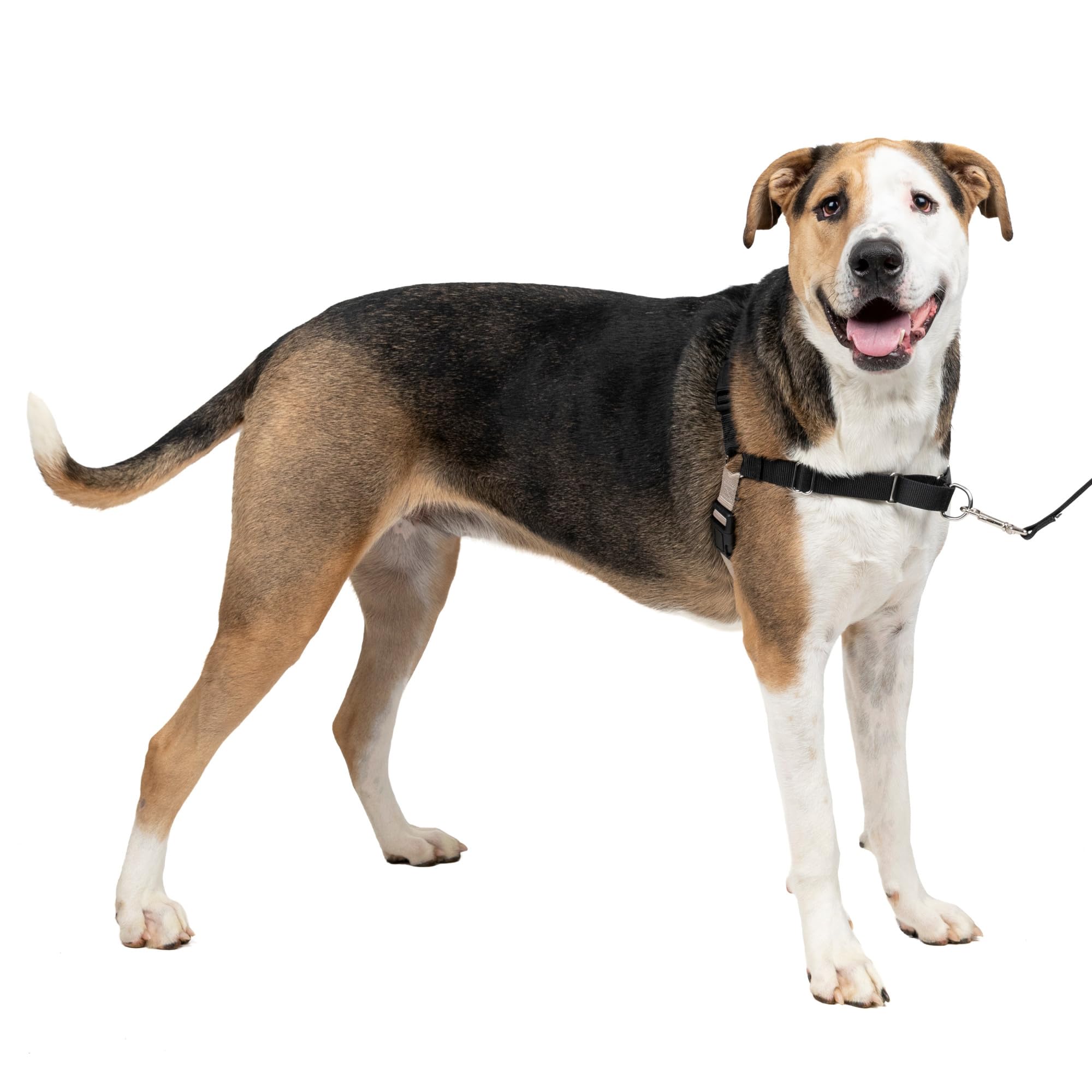 PetSafe Easy Walk harnais-tissu-durable : tissu robuste pour aventures quotidiennes