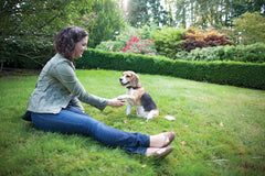 Collier PetSafe Elite avec signal sonore et correction statique.