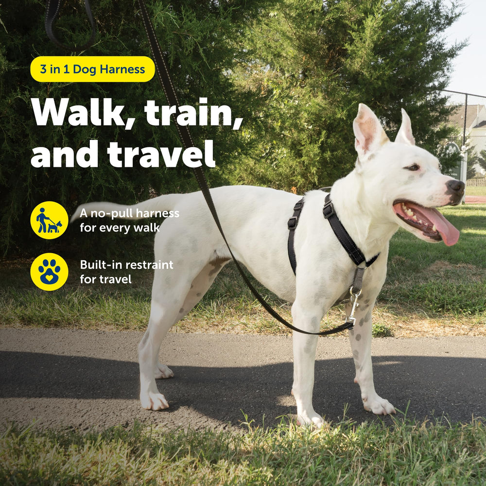Harnais PetSafe avec boucle martingale pour réduire la traction lors de l’entraînement.