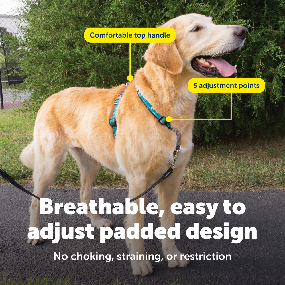 Harnais PetSafe 3-en-1 visibilité réfléchissante pour des sorties nocturnes plus sûres.