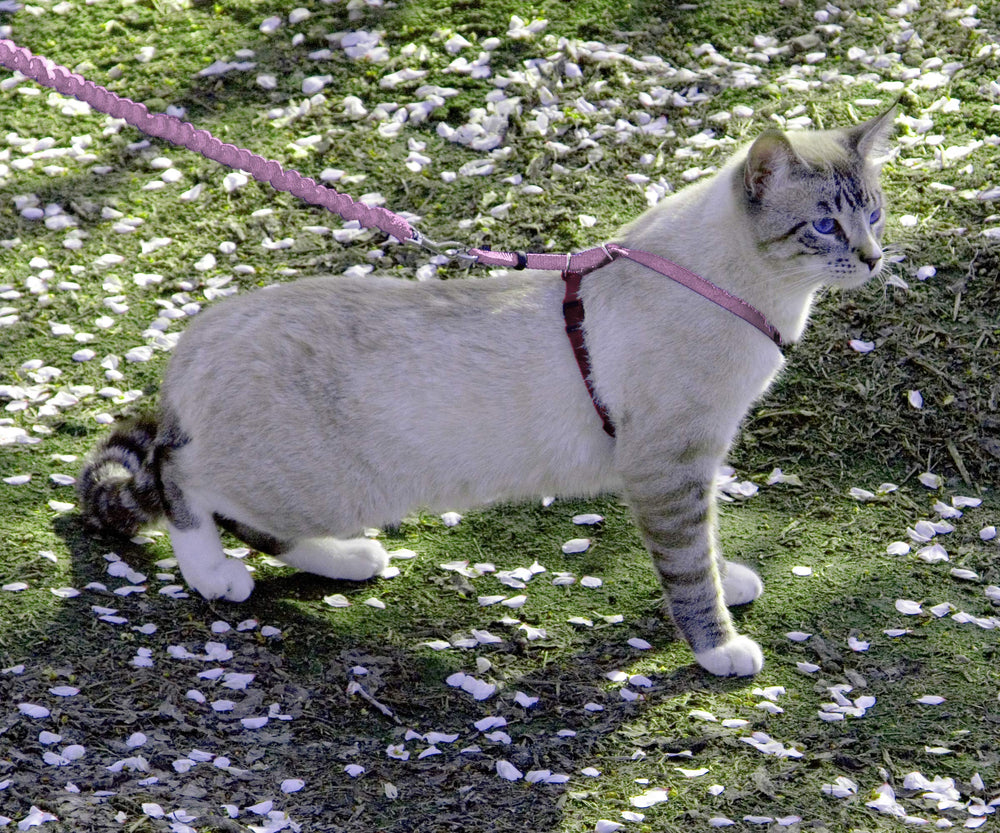 Laisse Bungee PetSafe pour chat, mouvement fluide et formation en douceur.