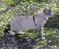 Laisse Bungee PetSafe pour chat, mouvement fluide et formation en douceur.