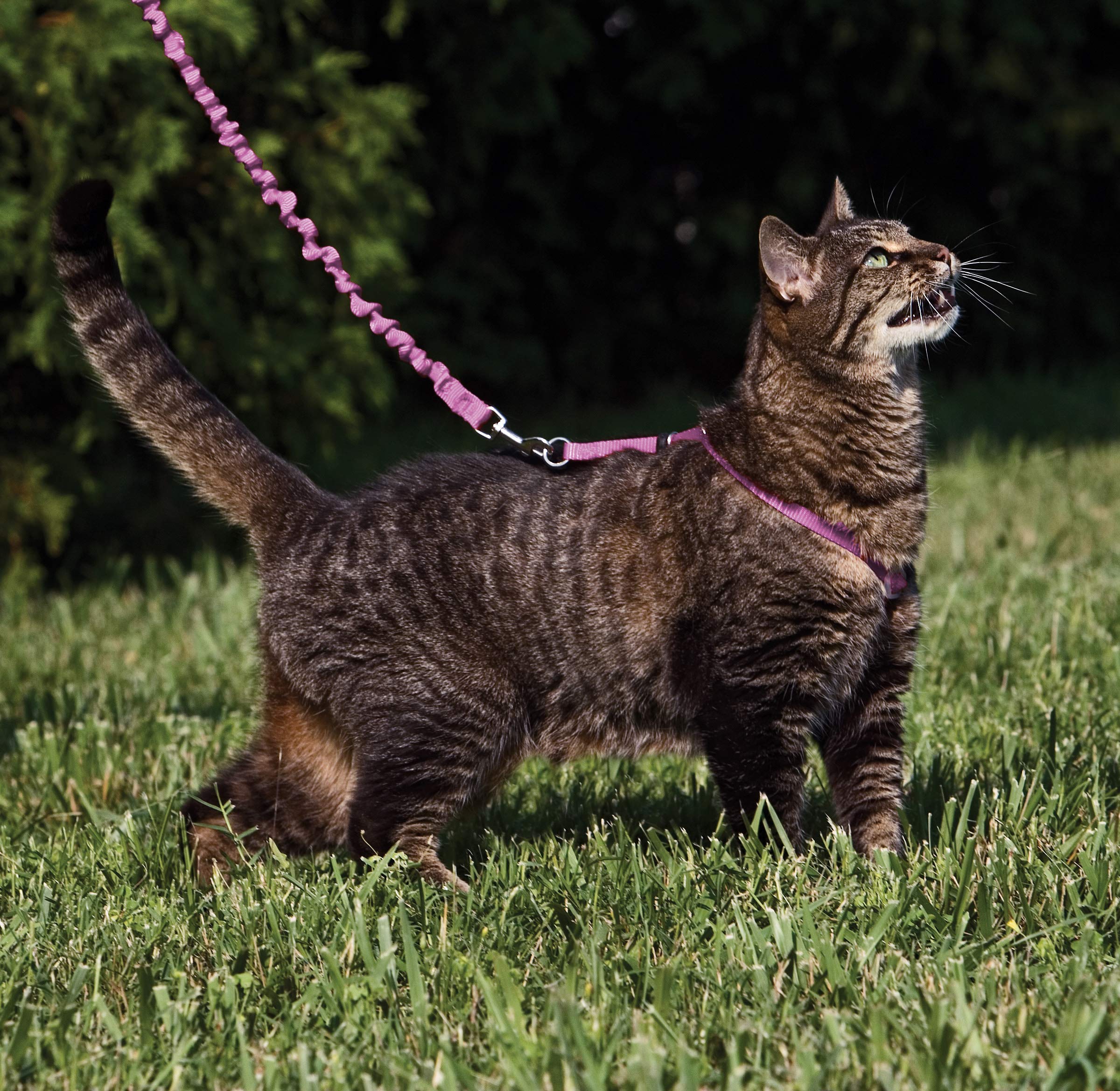 Harnais PetSafe à réglage double pour un ajustement sûr.