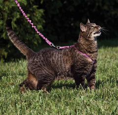 Harnais PetSafe à réglage double pour un ajustement sûr.