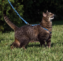Harnais PetSafe pour chat avec réglages doubles, bleu royal, ajustement facile.