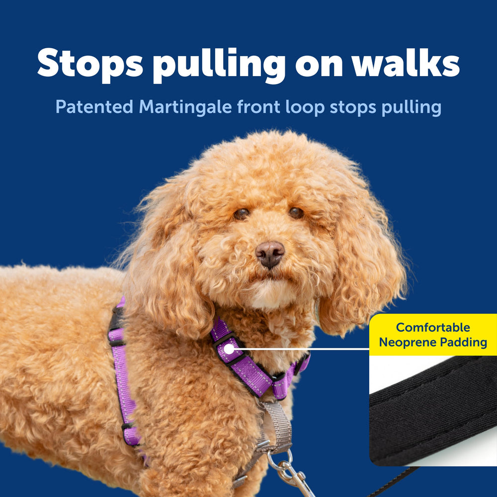Harnais PetSafe 3 en 1 pour voiture, boucle ceinture assure sécurité lors des trajets