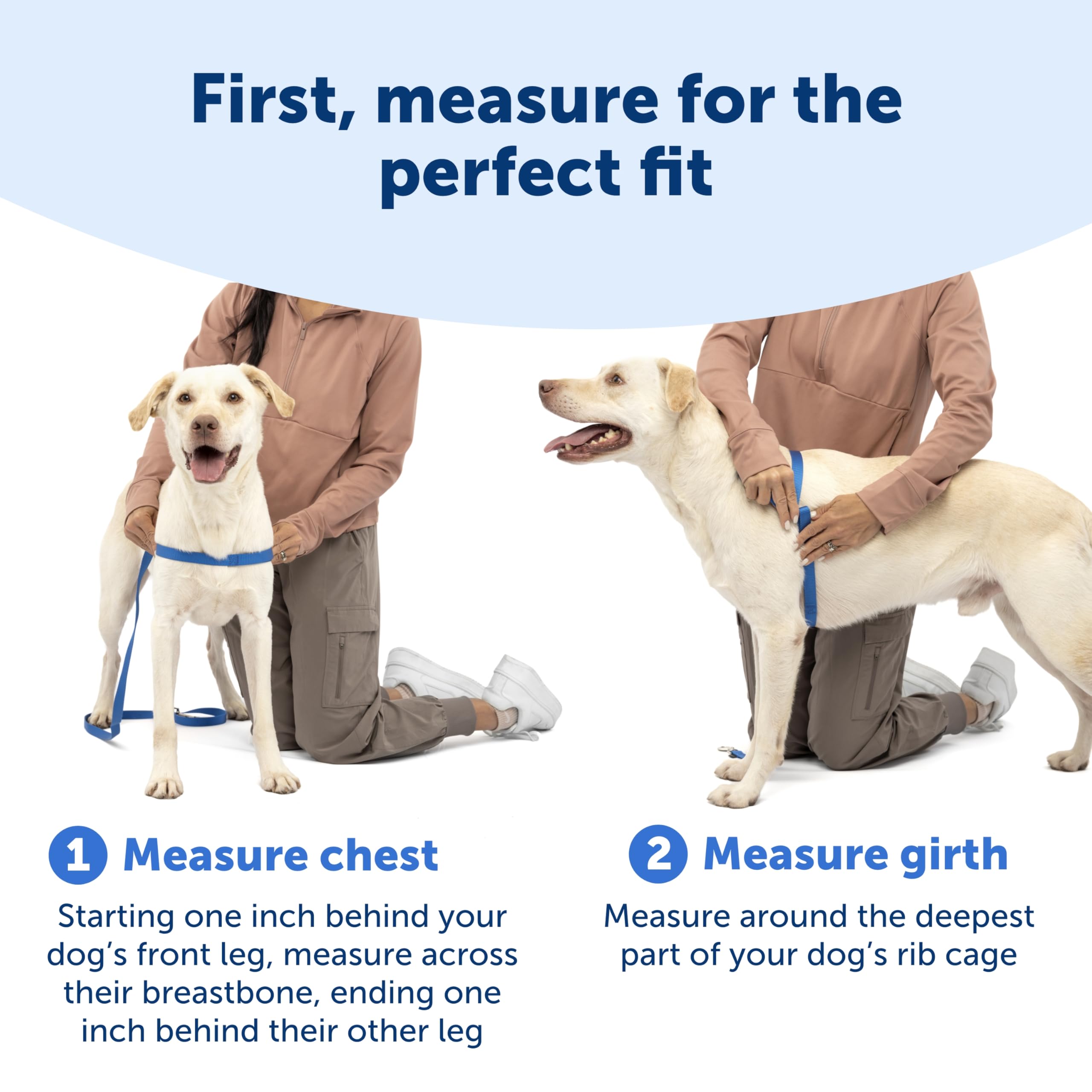 Boucle martingale et attache avant du harnais PetSafe Easy Walk Deluxe.