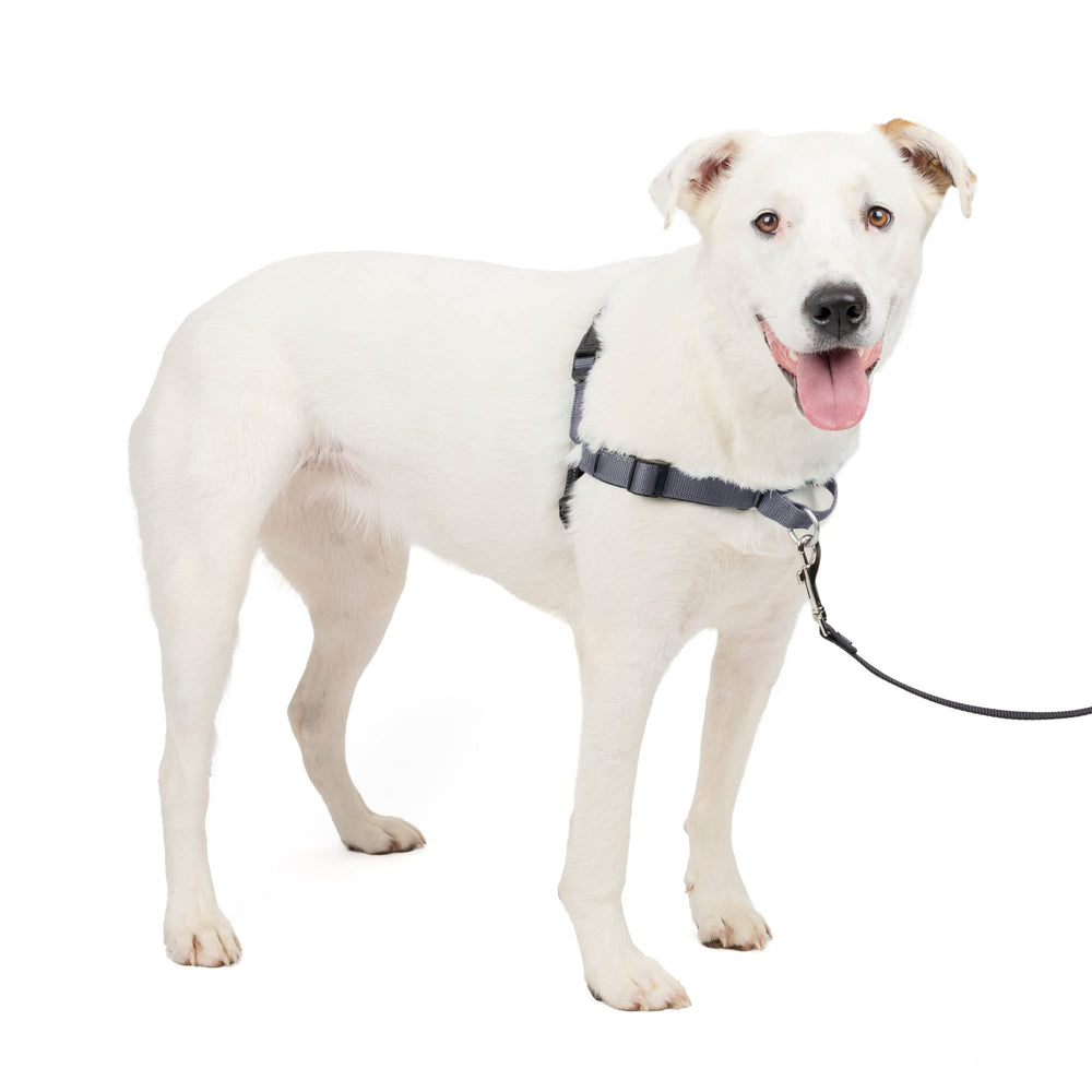 Harnais PetSafe Easy Walk Deluxe vu de face, contrôle amélioré lors des promenades.