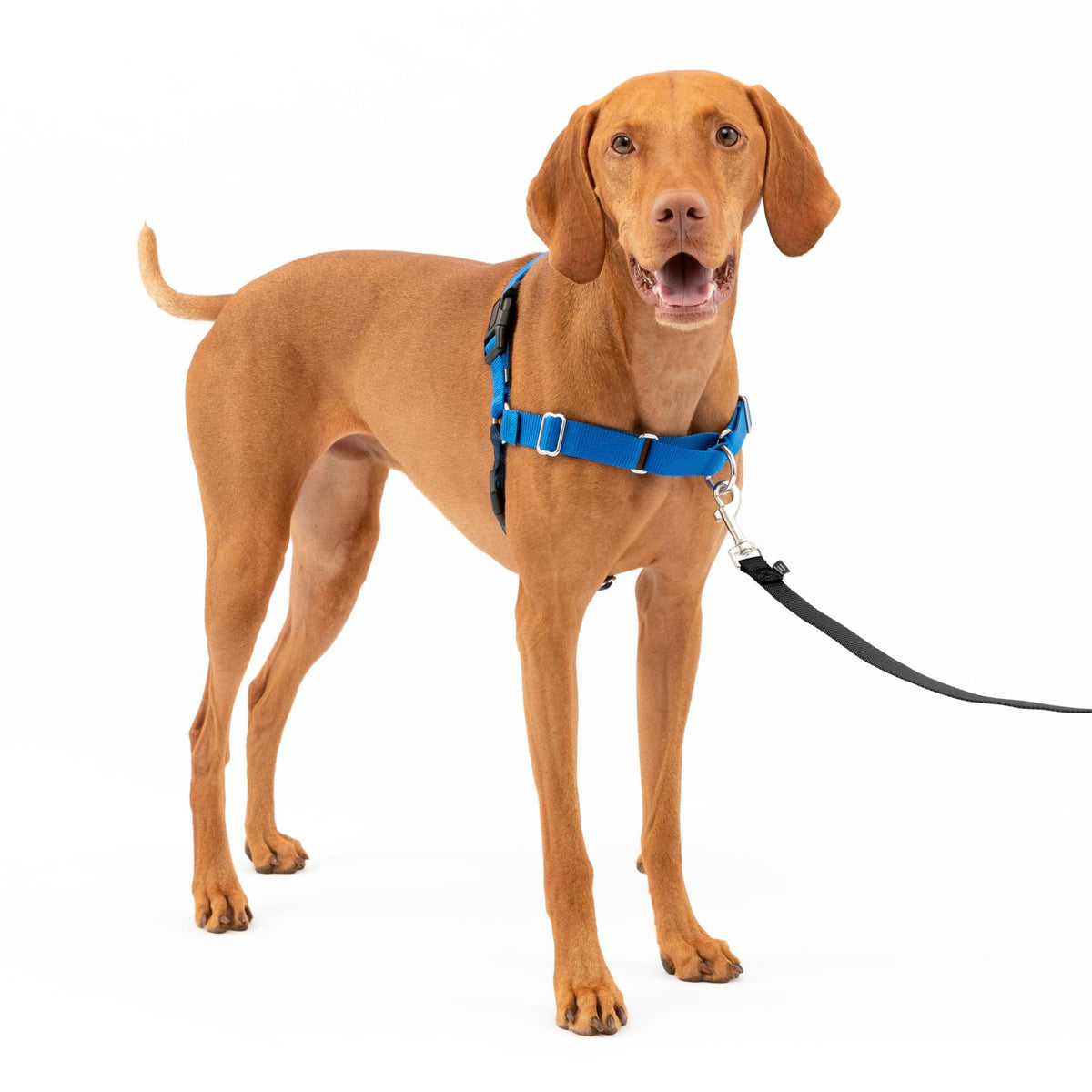 Harnais PetSafe Easy Walk avec lacet avant pour diriger sans tirer pendant les promenades.