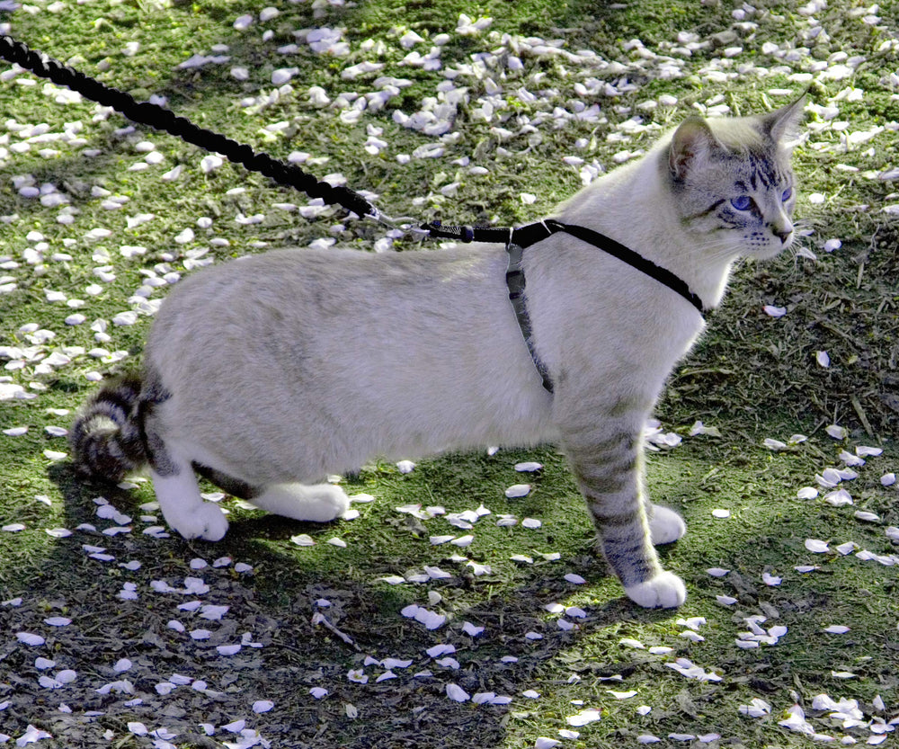 Laisse bungee PetSafe, traction légère pour guider le chat lors des sorties.