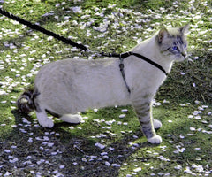 Laisse bungee PetSafe, traction légère pour guider le chat lors des sorties.
