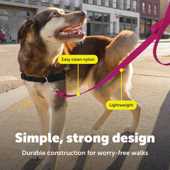 Largeurs multiples adaptées à diverses races avec PetSafe nylon