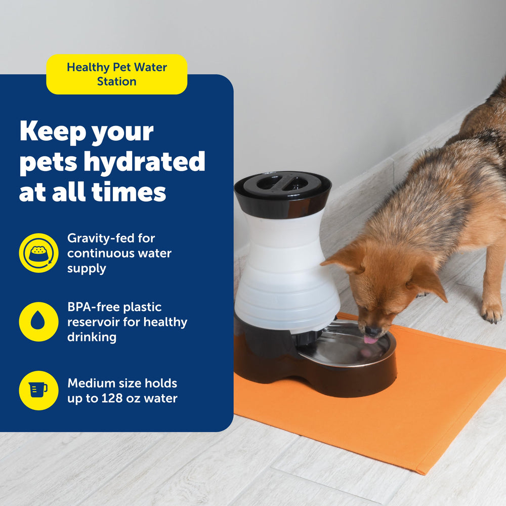 PetSafe station d’eau, capacité 128 oz prête à l’emploi.