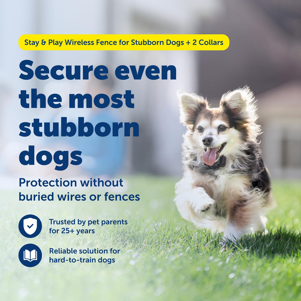 PetSafe Stay & Play balises-frontière : aide visuelle pour l’apprentissage