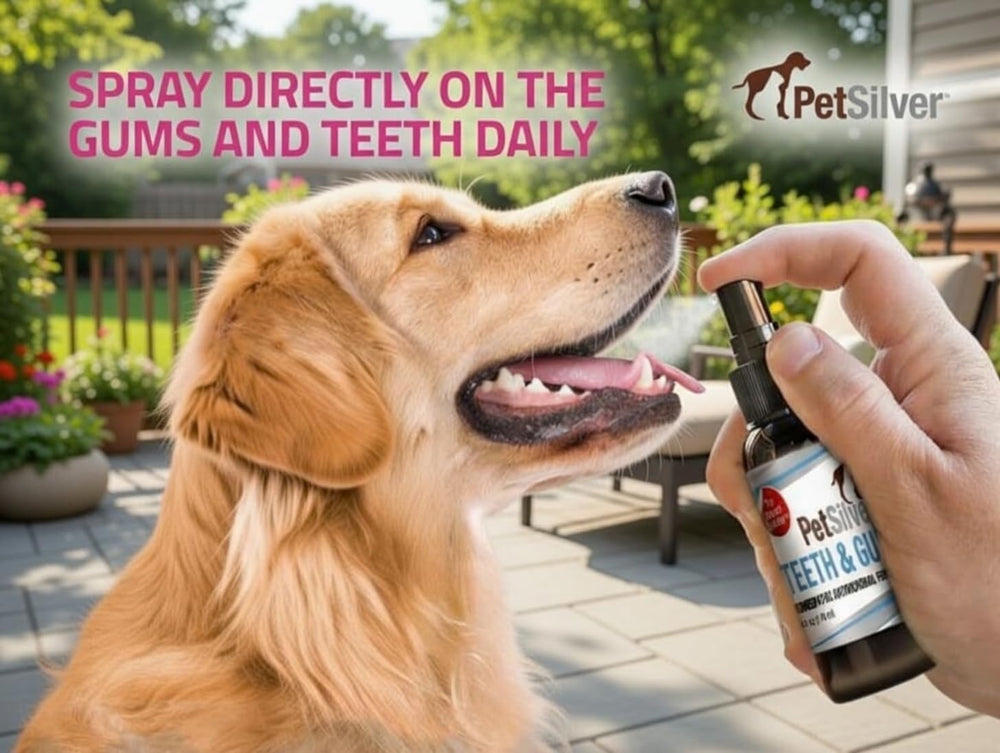 PetSilver pulvérisateur-dents-gencives-embout, application précise et facile