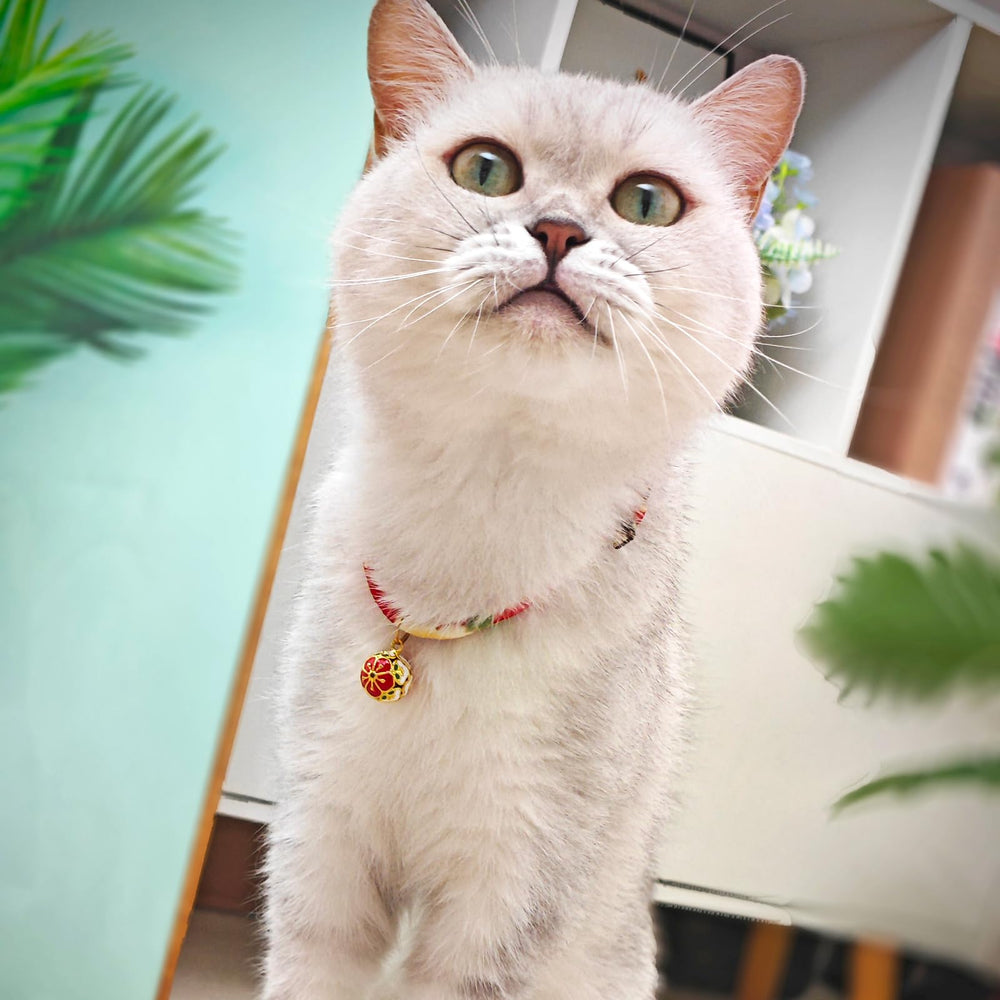 PetsMeow collier réglable adapté chaton et chat adulte 7–13 pouces