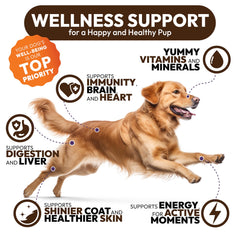 Petsology ganoderme: soutien immunitaire et énergie pour chiens actifs.