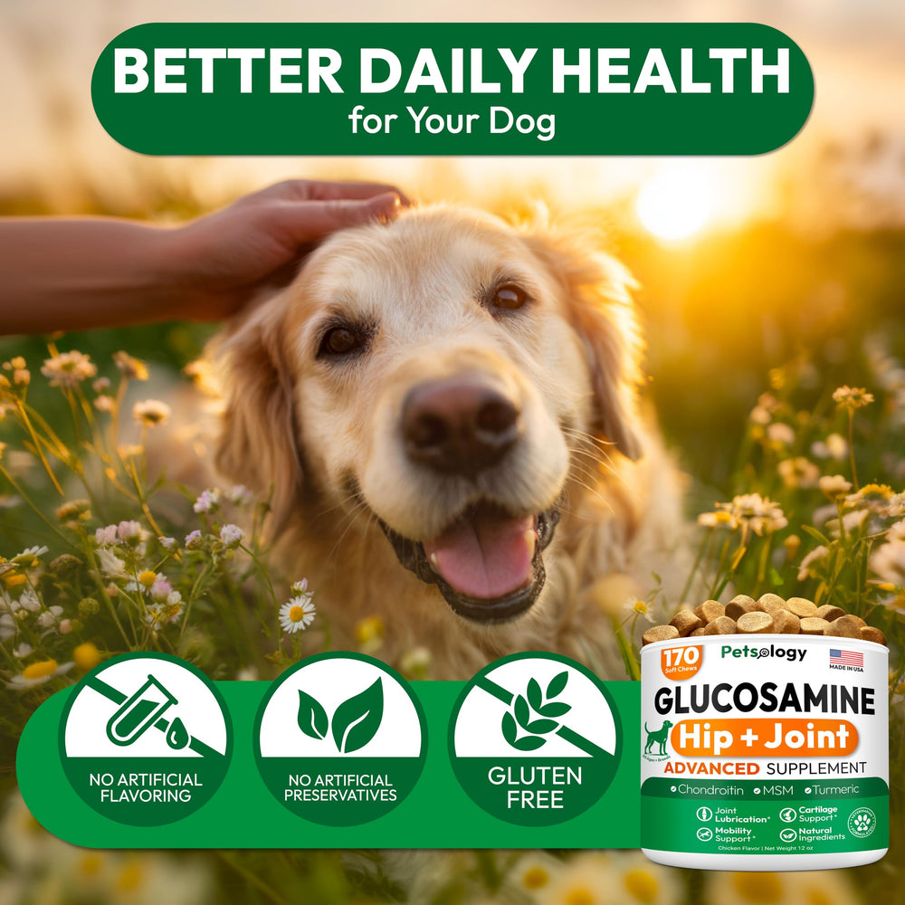 Ingrédient curcuma: Petsology Glucosamine pour chiens soutient les articulations.