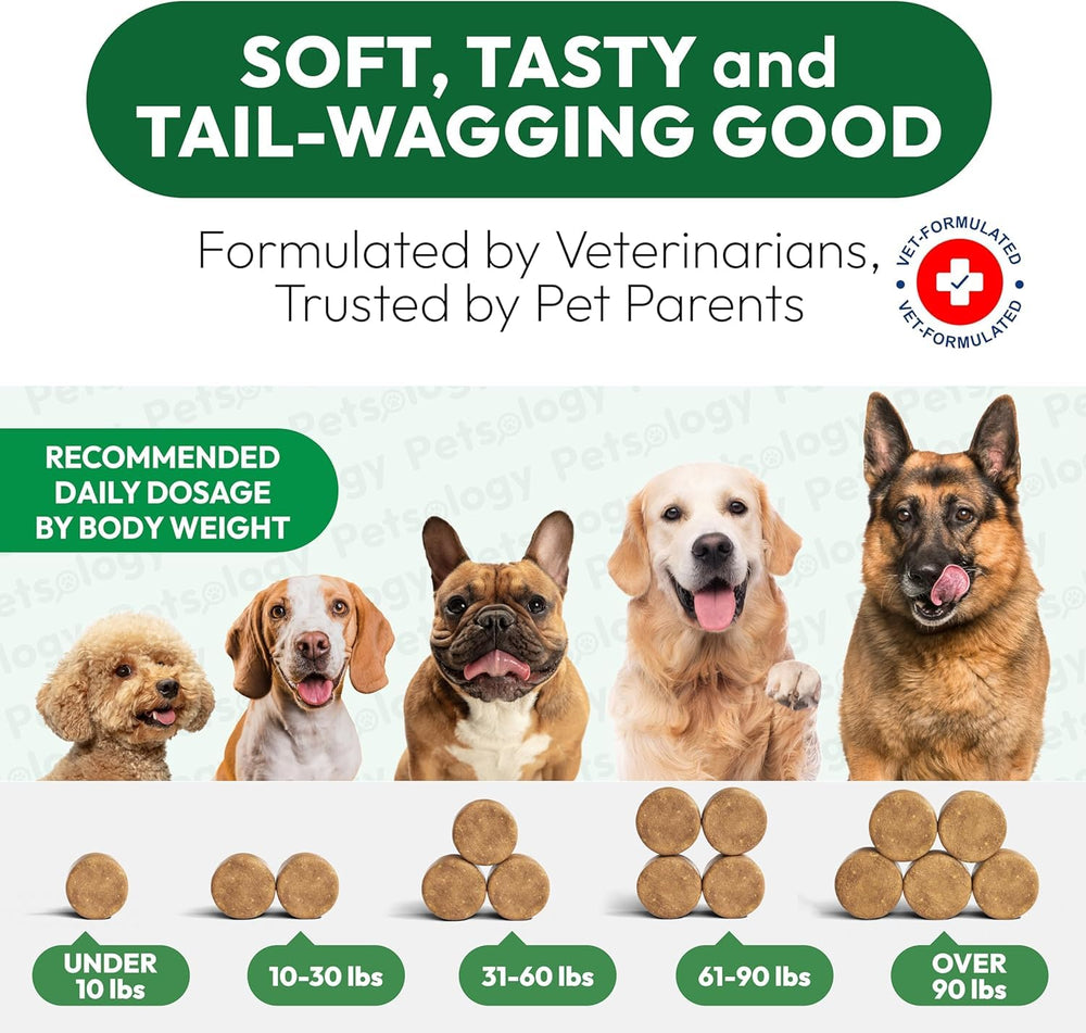 Chien durant une promenade – Petsology Glucosamine soutient l’activité