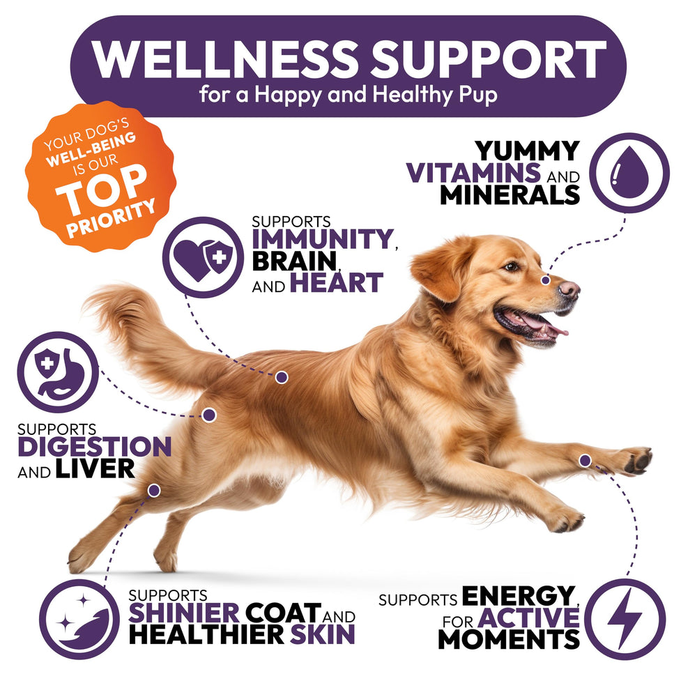 Petsology immunite peau poil chien: pelage sain et soutien potentiel immunitaire.