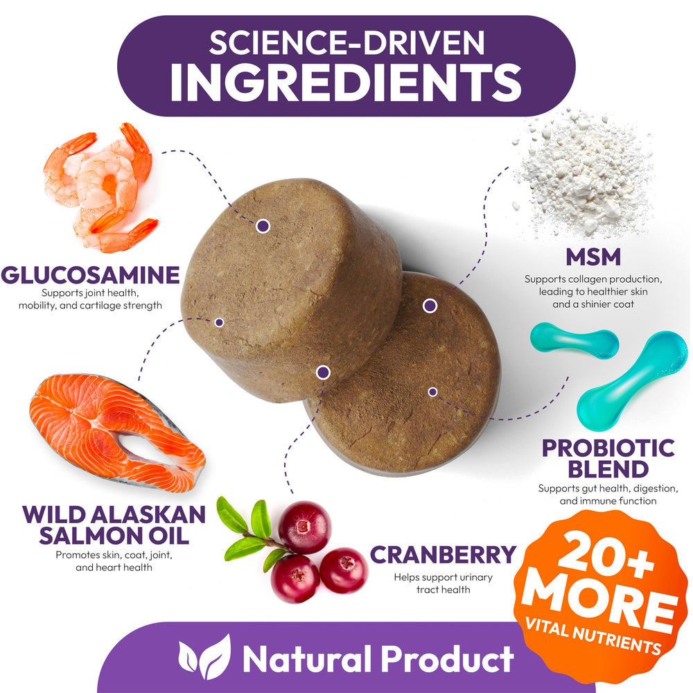 Petsology joint mobilite chien: soutien potentiel des articulations et mobilité.