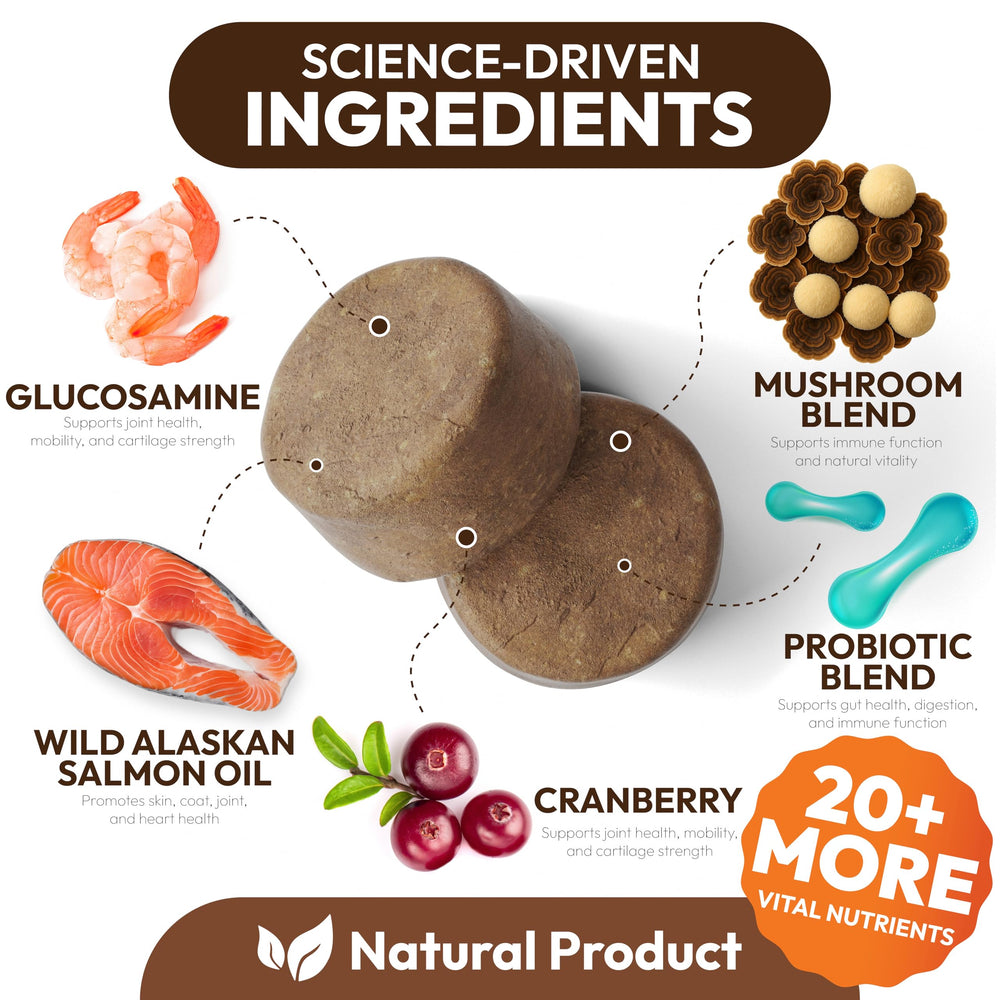 Petsology shiitake: antioxydants naturels pour peau et digestion des chiens.
