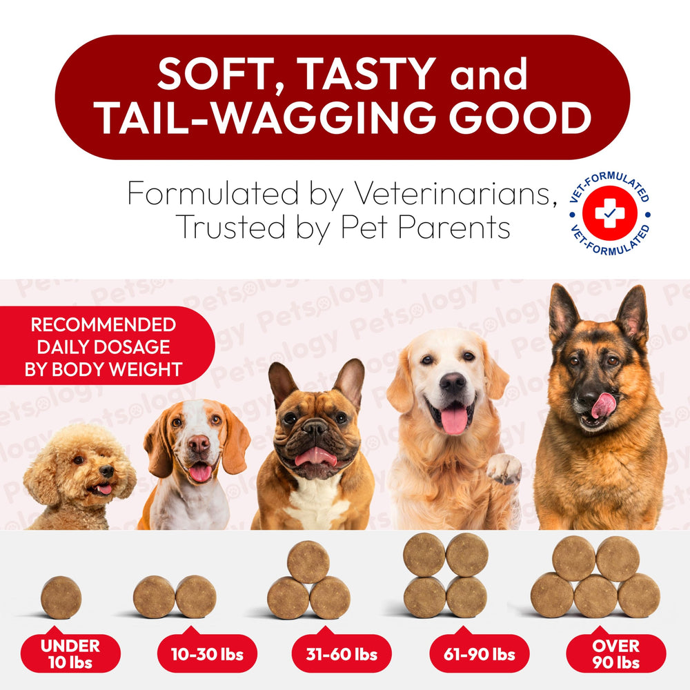 Petsology format snack sain, faciles à donner, routine diurne.