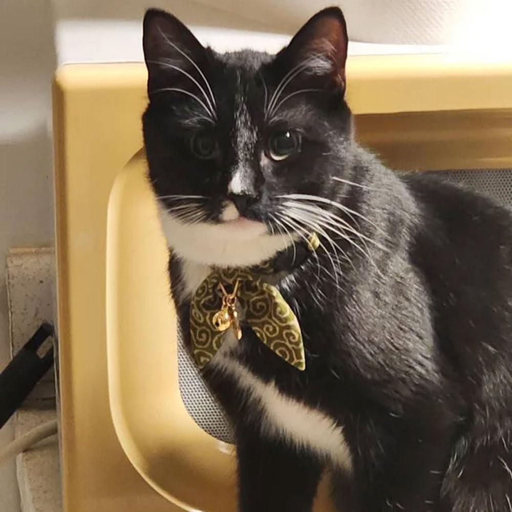Ajustement facile, s'adapte à chatons et chats adultes