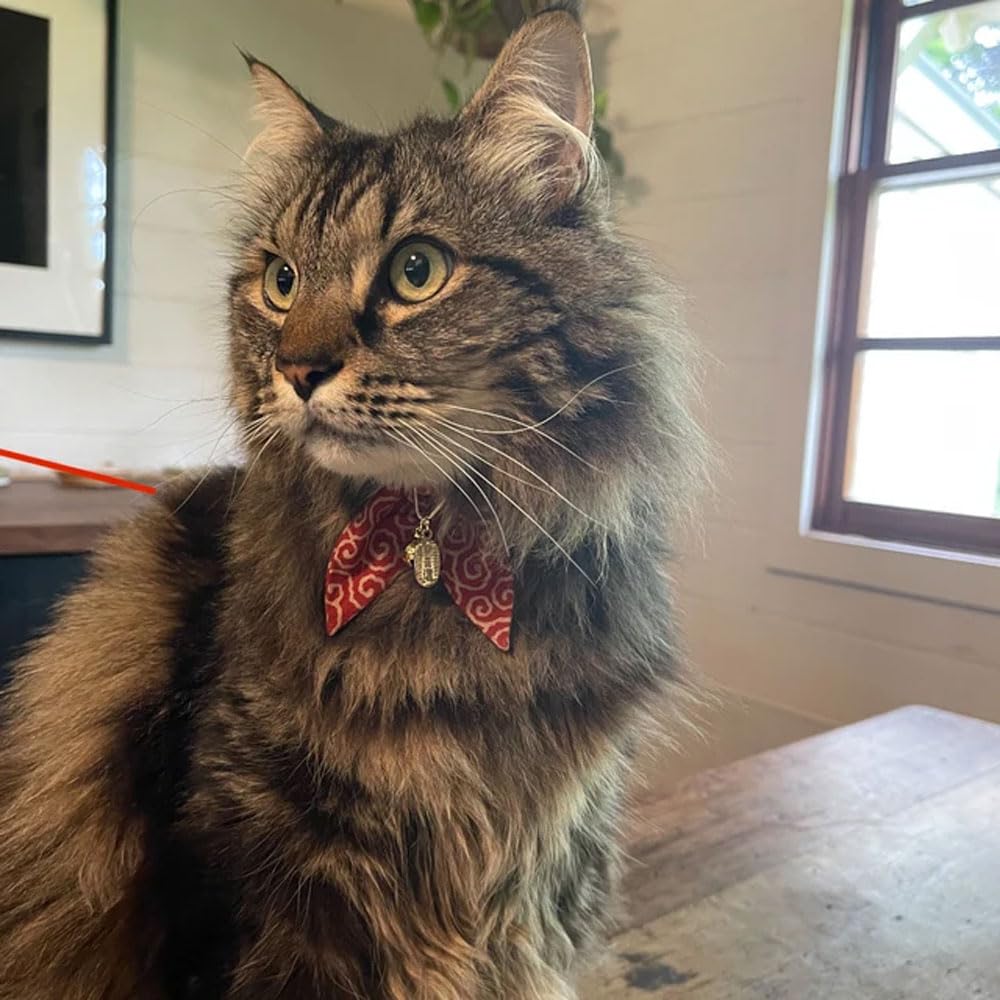 PetSoKoo boucle sécurité détachable, sécurité accrue si le collier se coince.