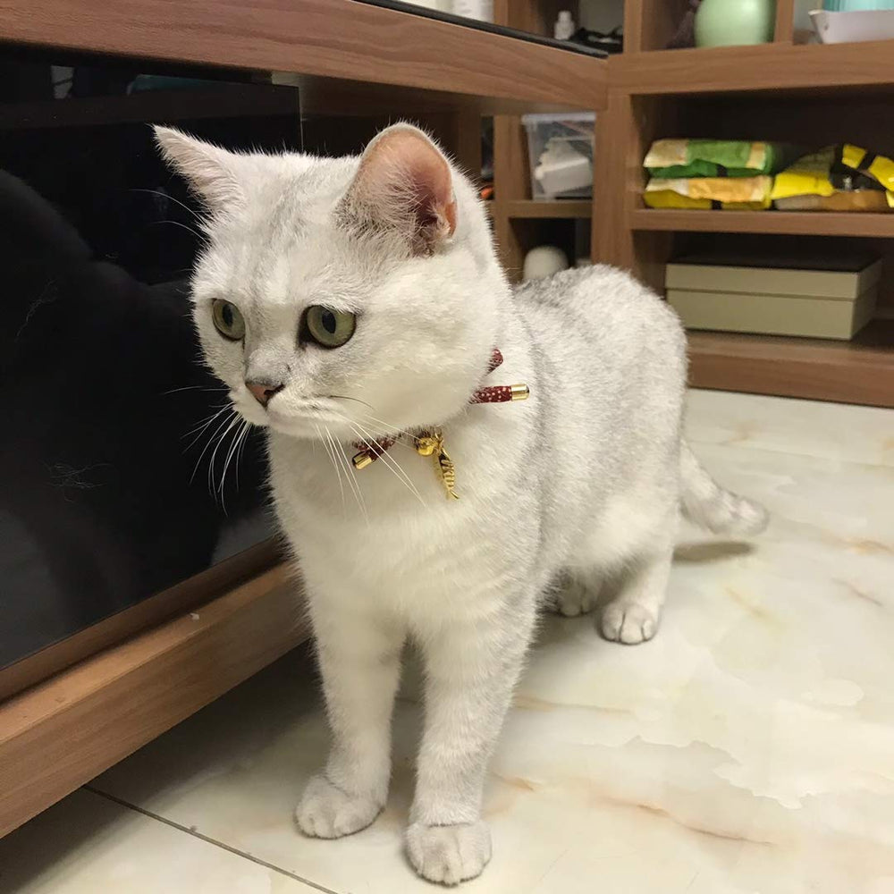 PetSoKoo collier chat bleu marine, design élégant pour petits félins.
