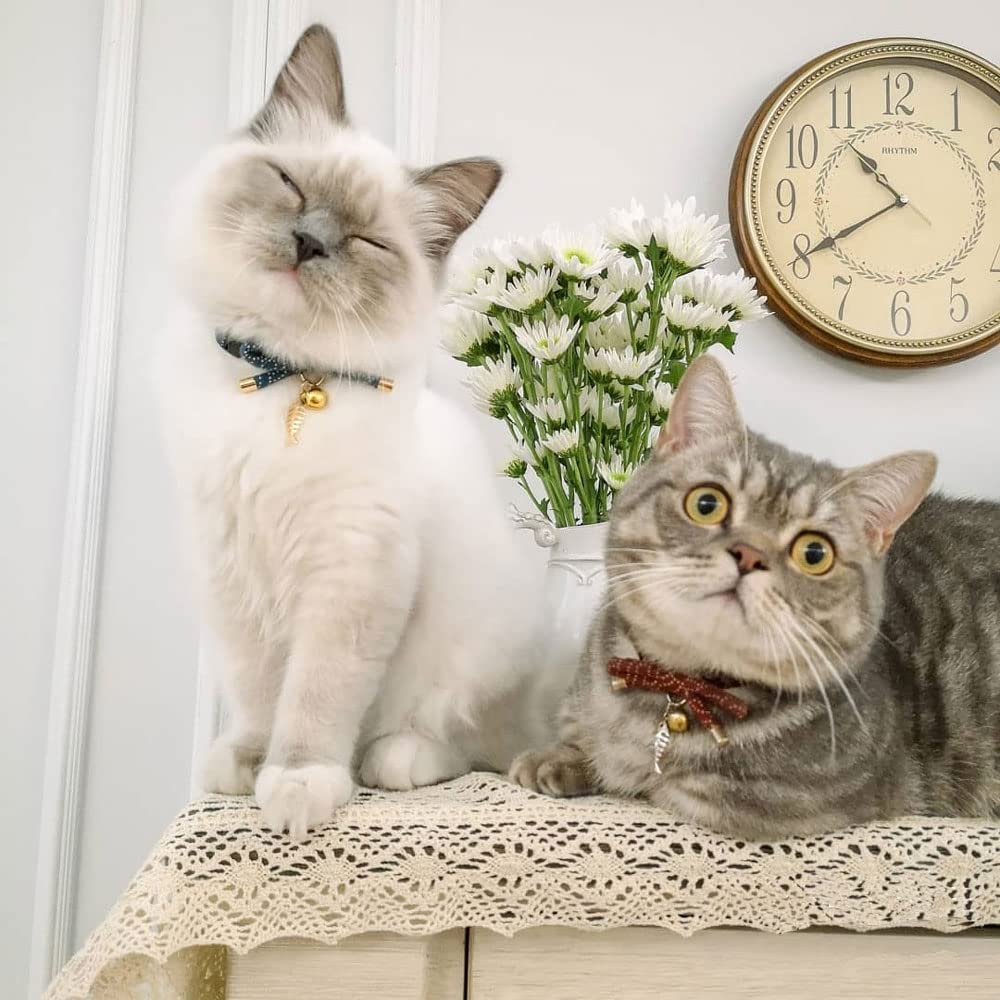 Collier PetSoKoo design contemporain, couleur verte pour chats curieux.