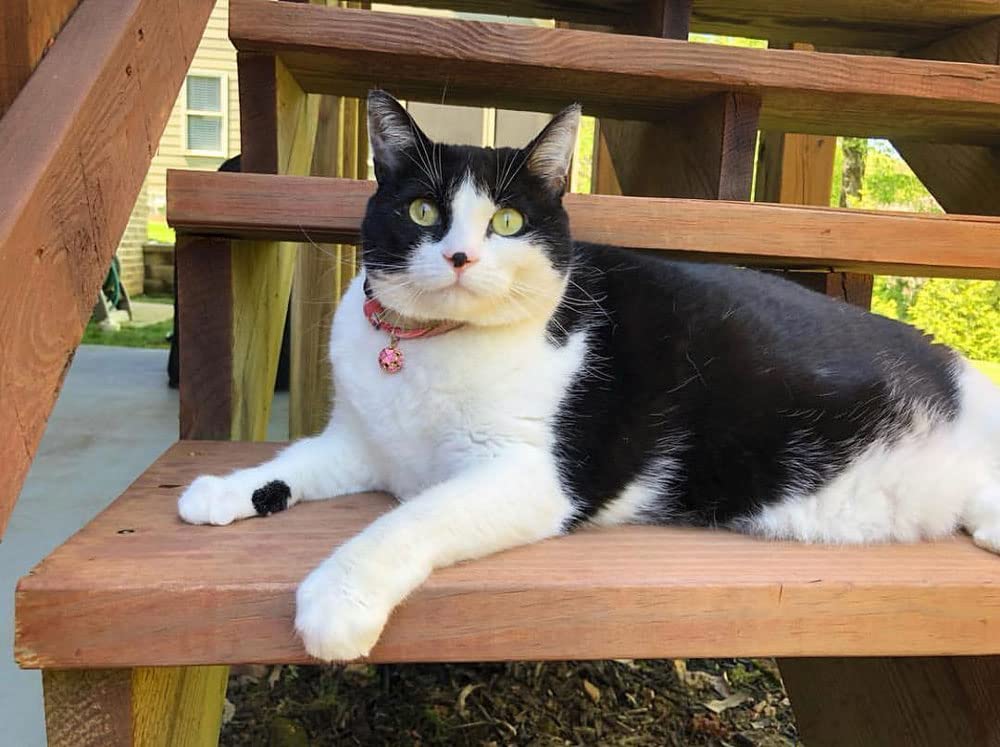 Collier PetSoKoo fait main, artisanat de qualité pour chats.