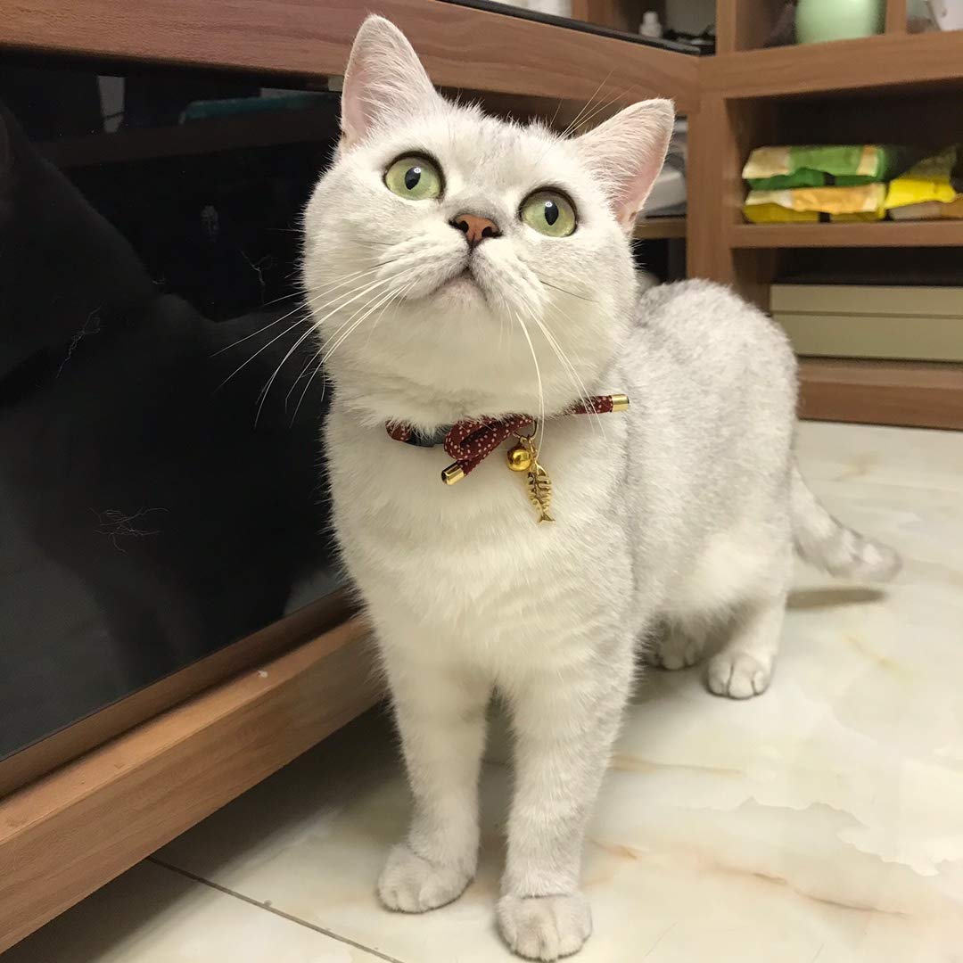 PetSoKoo collier chat poids leger, parfait pour chatons.