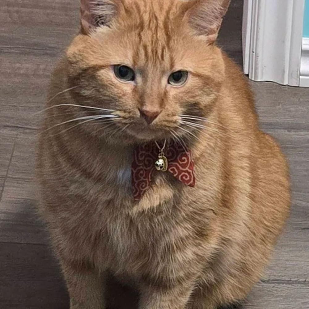 PetSoKoo réglable longueur s'adapte facilement au cou des chats.