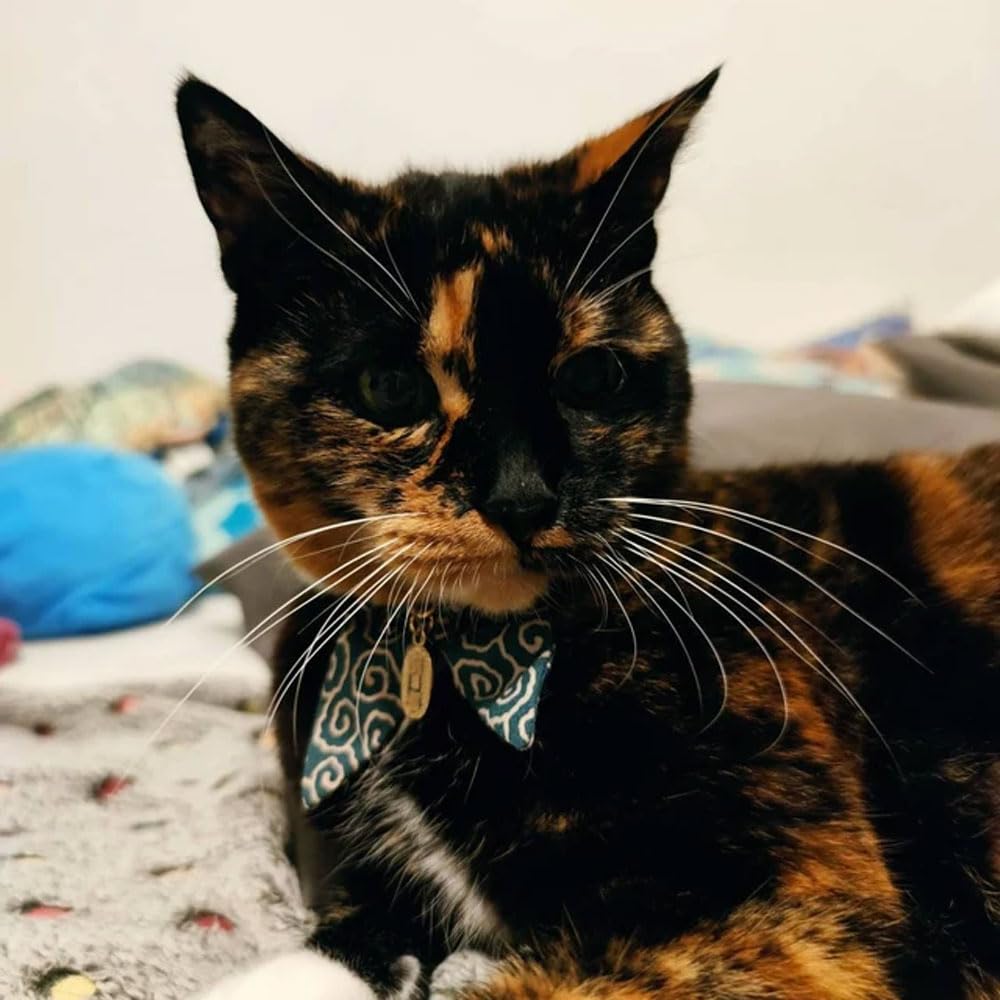 Taille réglable PetsSoKoo, adapté aux chatons et chats adultes