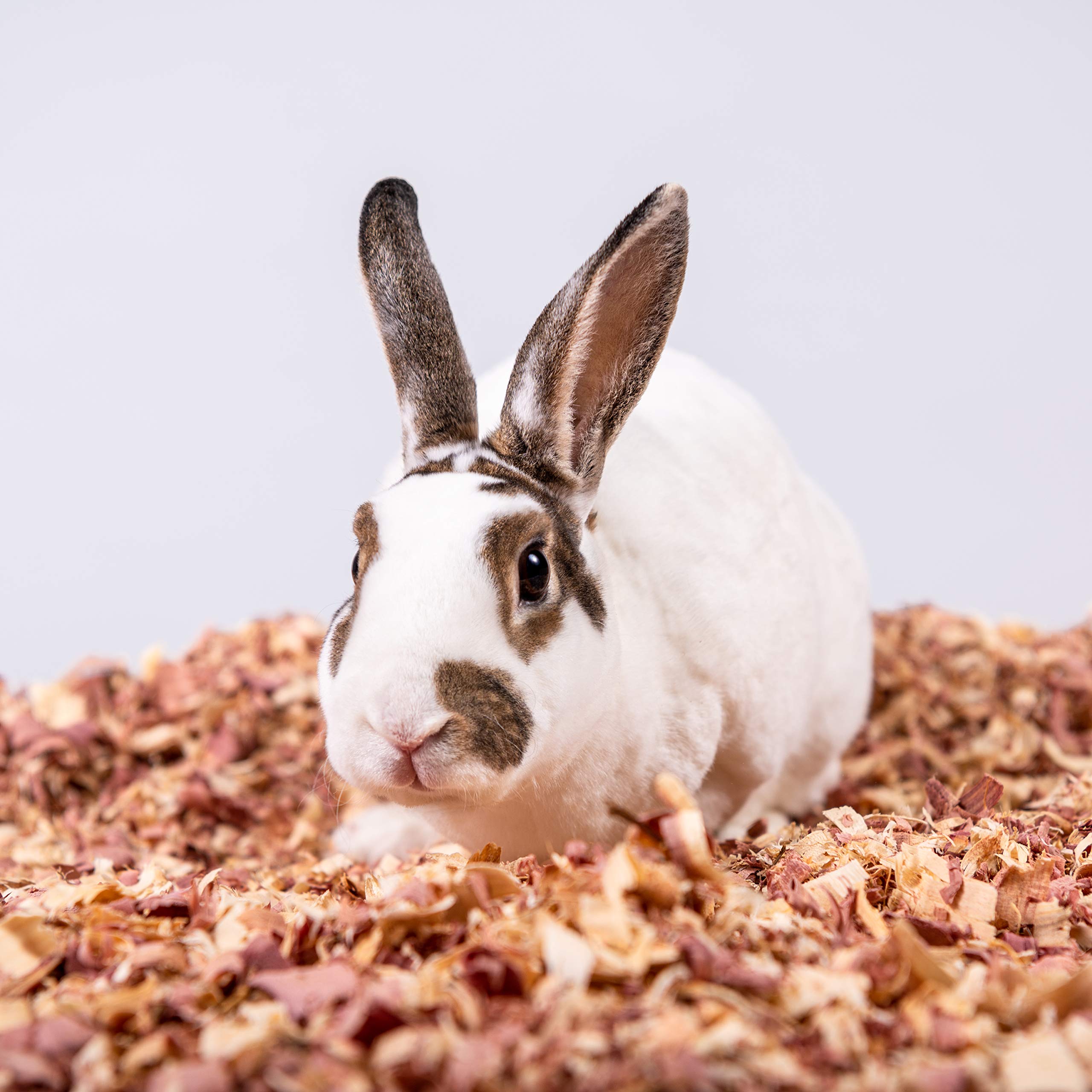 PETSPICK litière en cèdre 24L senteurs naturelles pour habitat