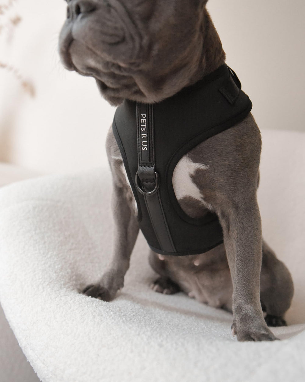 Guide des tailles PETsRUS pour harnais