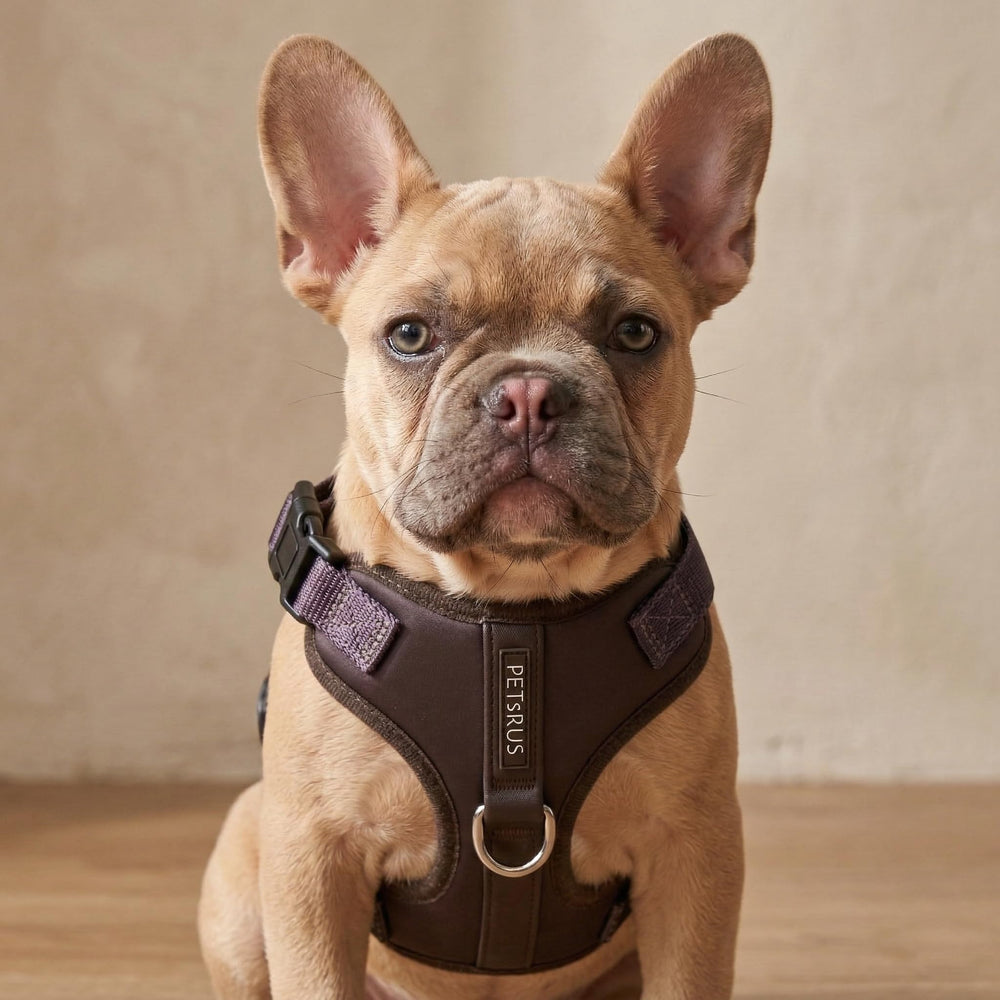 Harnais PETsRUS boucle latérale rapide pour démarrer rapidement les promenades