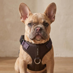 Harnais PETsRUS boucle latérale rapide pour démarrer rapidement les promenades