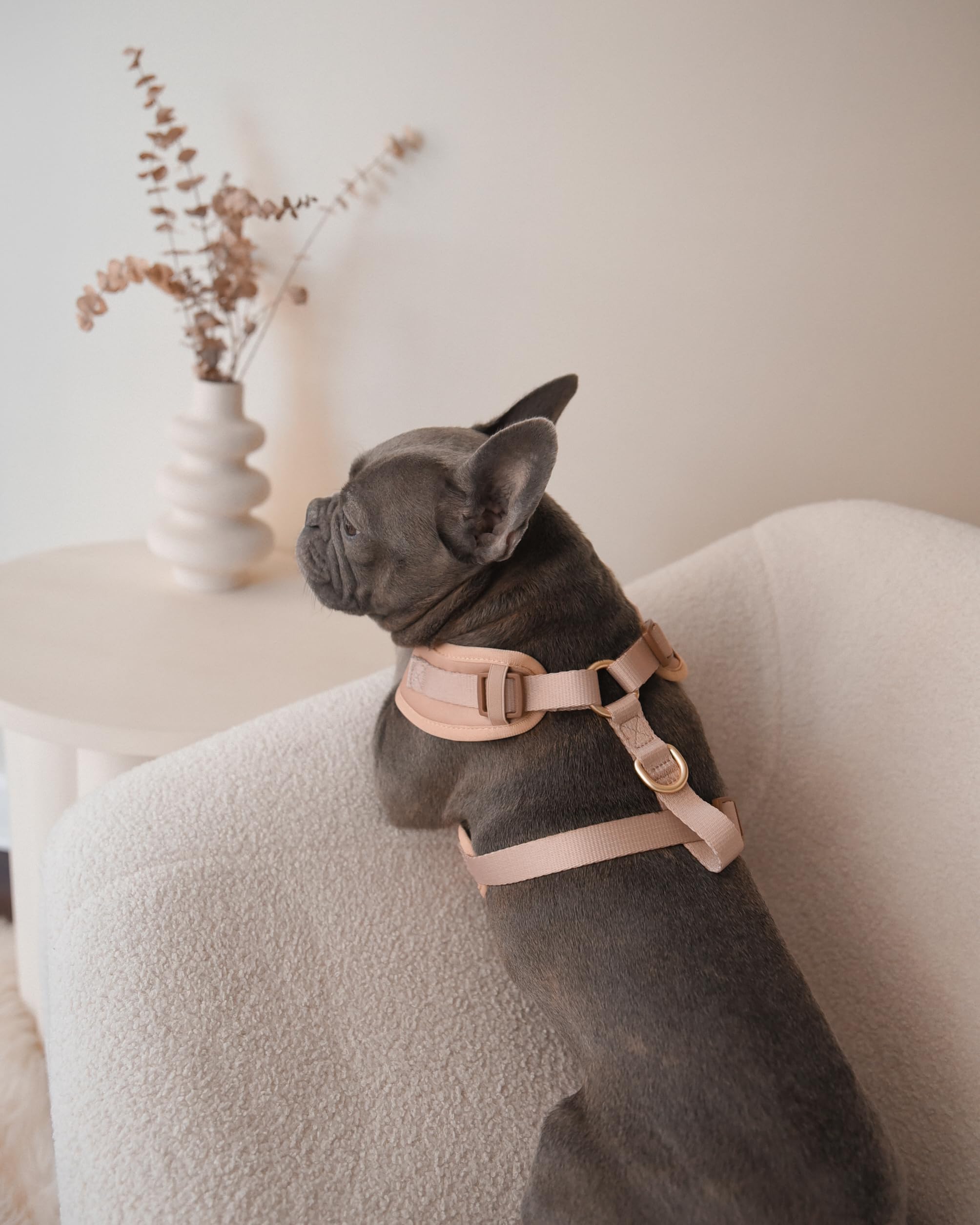 Harnais PETsRUS avec boucle latérale pour enfiler et retirer rapidement.
