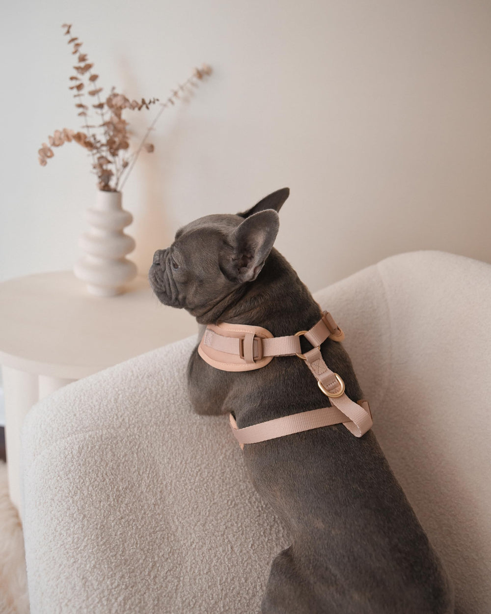 Harnais PETsRUS avec boucle latérale pour enfiler et retirer rapidement.