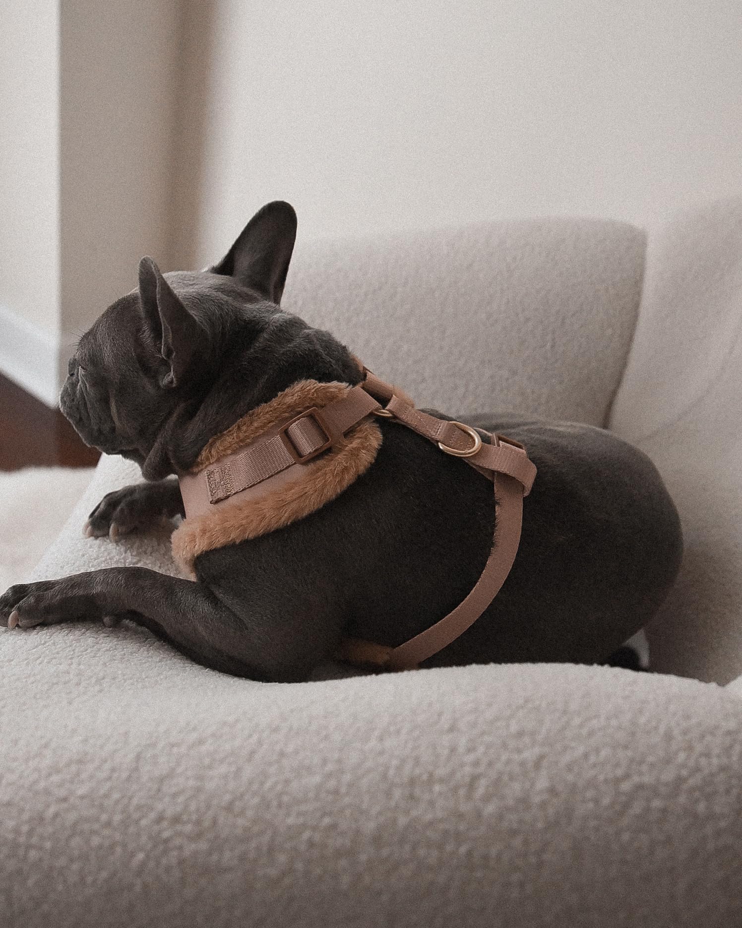 Harnais PETsRUS ajustable en néoprène pour un ajustement sûr