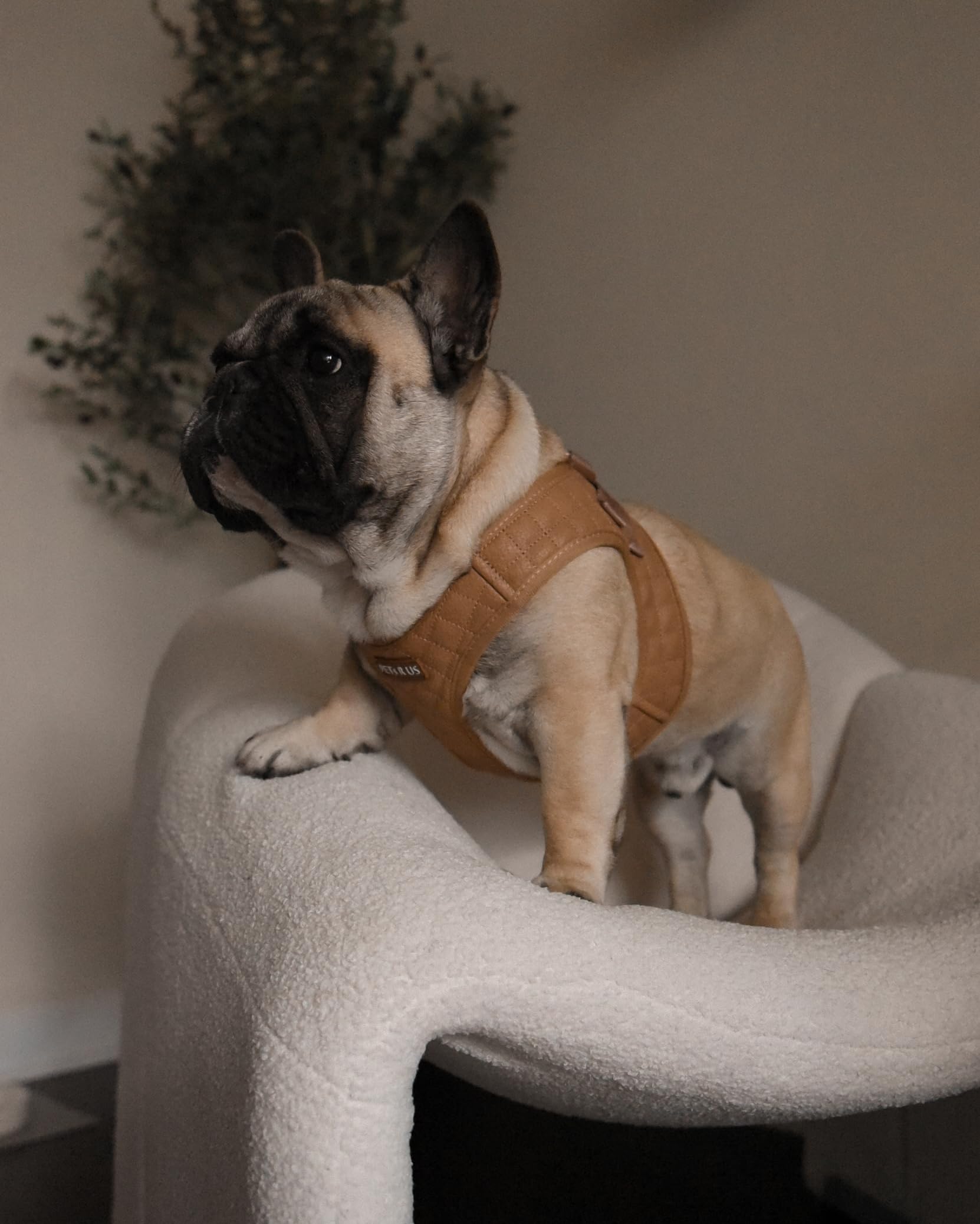 PETsRUS harnais chien anneaux-en-d-robustes pour attache de laisse fiable.